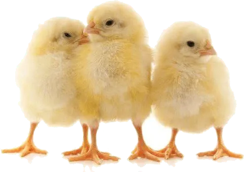 Chick Orders
